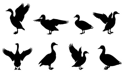 Fototapeta premium A set of duck vector silhouettes isolated on a white background.