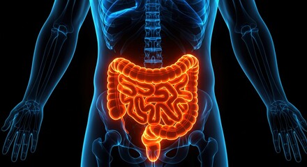 Human Anatomy digestive system glowing intestines x-ray 3d Medical illustration, bowel diseases, gut health