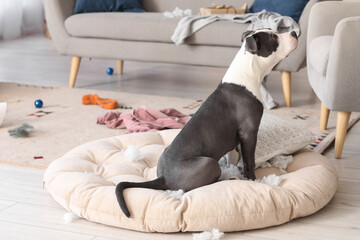 Naughty Staffordshire Terrier with torn pillow at home on Christmas eve