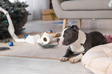 Cute Staffordshire Terrier with mess at home on Christmas eve