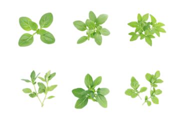 Fresh Herbs Collection - Aromatic Green Leaves