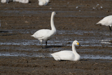 Fototapeta premium A flock of migratory whooping swans (Cygnus cygnus) resting in a wetland.