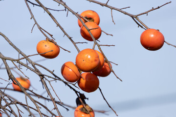 Persimmon fruits hanging from branches in autumn, Japan