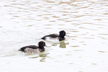 Tufted duck or tufted pochard (Aythya fuligula) swimming in the river