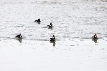 Aythya fuligula swimming in the river
