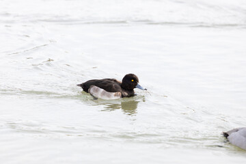 Aythya fuligula swimming in the river