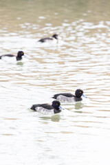 Aythya fuligula swimming in the river