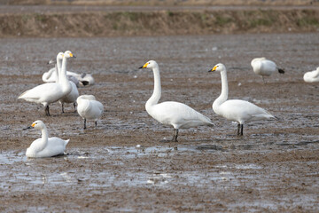 A flock of migratory whooping swans (Cygnus cygnus) resting in a wetland.