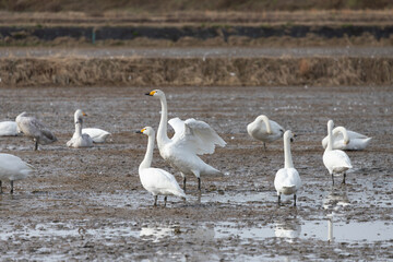 A flock of migratory whooping swans (Cygnus cygnus) resting in a wetland.spread one's wings.
