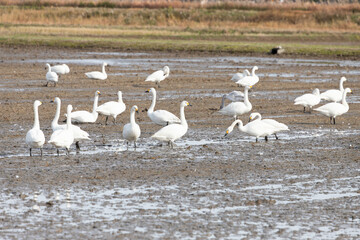 A large flock of Tundra Swans (Cygnus columbianus) on muddy land. They came from Siberia to spend the winter in Japan.