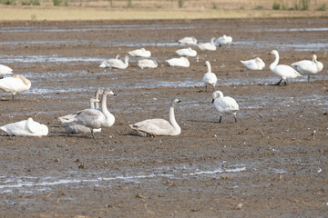 A large flock of Tundra Swans (Cygnus columbianus) on muddy land. They came from Siberia to spend the winter in Japan.