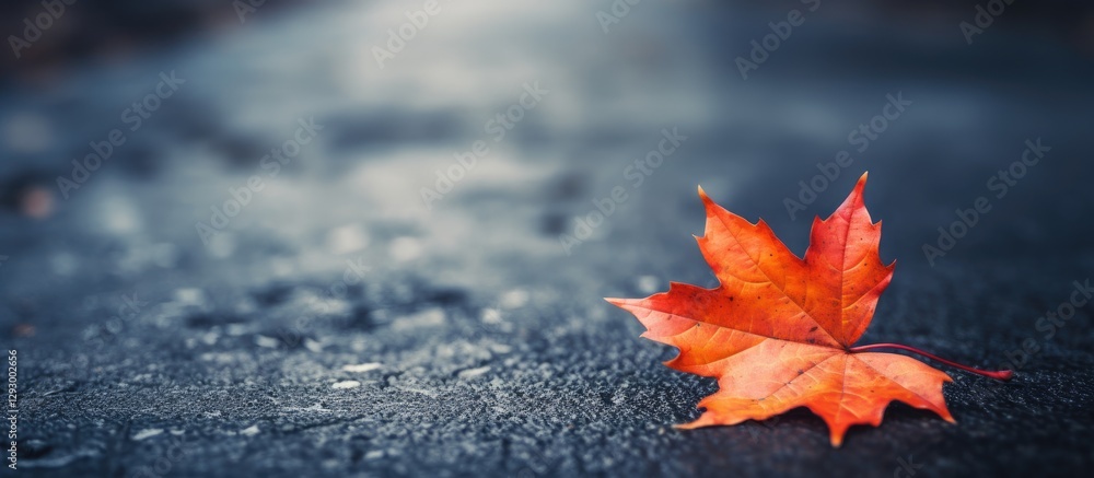 Poster vibrant orange red maple leaf resting on dark asphalt surface with soft blurred background highlight