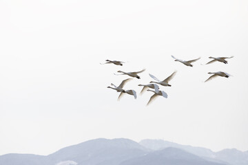 A flock of Tundra Swans (Cygnus columbianus) flew in formation from the north to spend the winter in Japan.