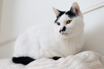 A black and white cat sitting in his favorite spot