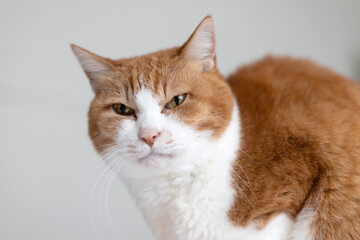 目を細めてカメラを見る茶白猫