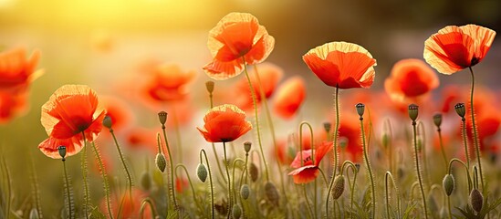 Obraz premium Vibrant field of blooming red poppies swaying gently in the breeze under a warm golden sunlight with soft blurred background and green foliage.