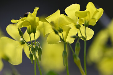 Fototapeta premium Gros plan sur des oxalis