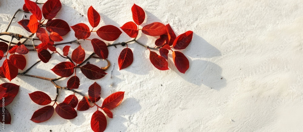 Leinwandbilder vibrant red ketapang leaves arranged artistically on a textured white sandy background with soft sha