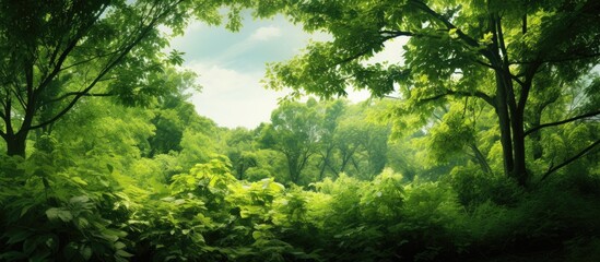 Lush green foliage and dense trees under soft sunlight with a tranquil atmosphere in a vibrant forest setting during springtime.