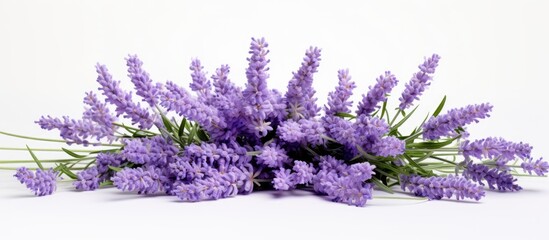 Obraz premium Lavender flowers bundle in vibrant purple tones arranged horizontally against a clean white background showcasing floral beauty and elegance