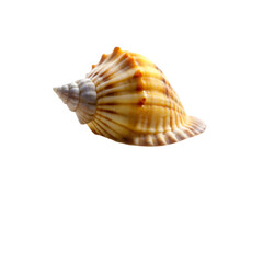 seashell isolated on transparent  background