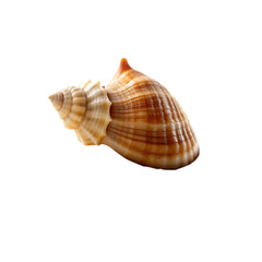 Obraz premium seashell isolated on transparent background