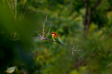 a bird Merops leschenaulti perched on a branch in a green spring setting