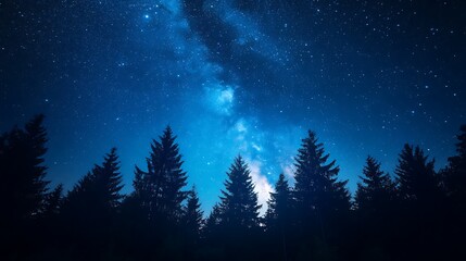 Fototapeta premium The deep night sky above tall evergreen trees and stars