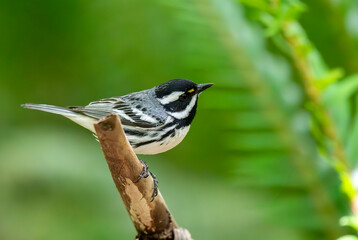 Male Black-throated Gray Warbler on Branch