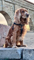 english cocker spaniel