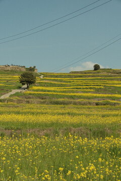 rapeseed, canola, yellow flower, yellow nature 