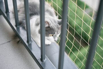Balcony Adventurous Cat with Safety Net