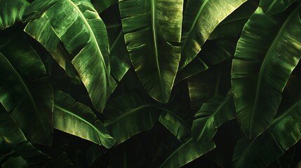 Dark Green Banana Leaves Tropical Foliage Texture Background