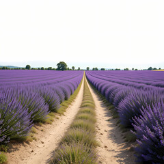 Fototapeta premium Lavender Fields: Purple Blooms & Country Road 