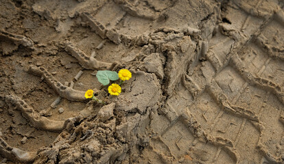 Coltsfoot flowers (Tussilago farfara) grow in sandy soil with traces of machine treads. industrial damage, ecology concept. symbol of strength, vitality, struggle for life, growth. top view