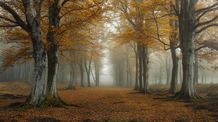 Fototapeta premium A mystical autumn woodland, dense fog creeping through golden trees.