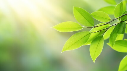 Obraz premium Bright green leaves basking in soft sunlight, creating a serene and refreshing atmosphere, Perfect for nature-themed projects, wellness materials, or environmental awareness campaigns,