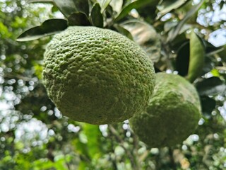 lime on tree