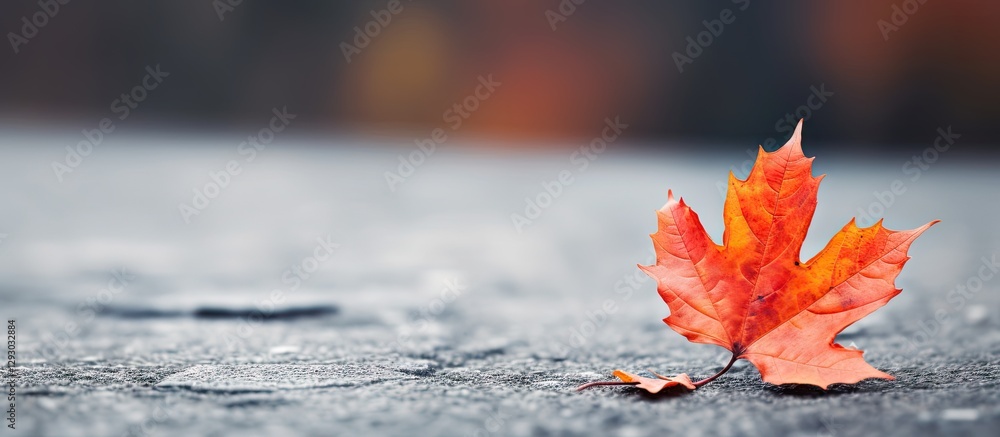 Poster vibrant orange red maple leaf positioned on dark asphalt surface showcasing delicate textures with b