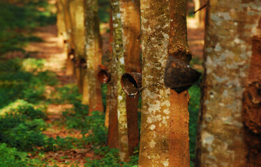 Golden sunshine sky tropical tree fields in sunny morning. Silhouette tree gold dawn mountain in spring season. Sustainable scenic meadow misty fog forest in countryside. Amazing landscape greenery