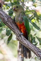 Australian King Parrot perched in tree