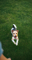 A lively Jack Russell Terrier running joyfully on the grass, expressing excitement and energy in a playful outdoor setting.