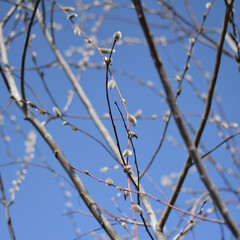 Spring Buds on Branches Against a Blue Sky