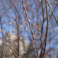 Spring Buds on Branches Against a Blue Sky