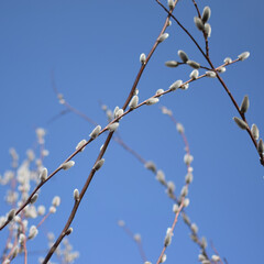 Spring Buds on Branches Against a Blue Sky