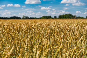 landscape with wheat crops under blue sky with cumulus clouds