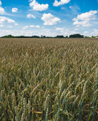 landscape with wheat crops under blue sky with cumulus clouds