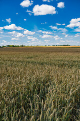 landscape with wheat crops under blue sky with cumulus clouds