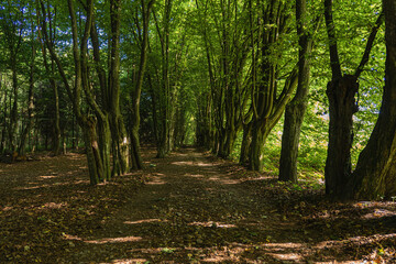 A dirt road through an old hornbeam avenue in a former manor park