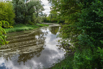 landscape with trees growing on the shores of the meander lake